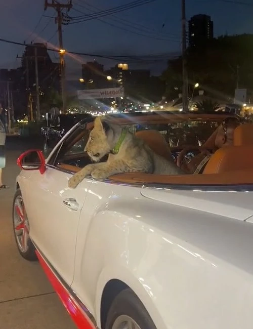 เมื่อเลี้ยงแมวธรรมดาไป เลี้ยง "สิงโต" เลยให้จบ ๆ รู้ไหมจะเลี้ยงต้องทำยังไง