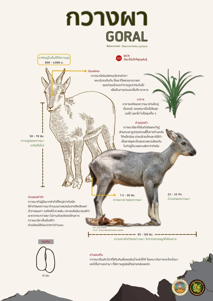 เปิดภาพ "ม้าเทวดา" สัตว์ป่าใกล้สูญพันธุ์ อวดโฉมโดดเด่น บนดอยอินทนนท์