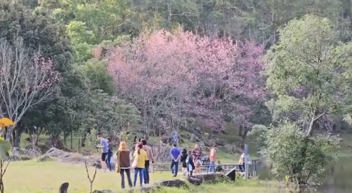 แห่ชม "ดอกนางพญาเสือโคร่ง" บานสะพรั่งอวดโฉม ที่ดอยอินทนนท์