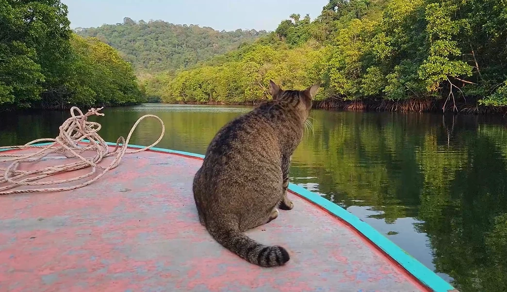 "กราว" จากแมวจรไร้บ้าน กลายมาเป็น "กัปตันแคท" เซเลปเกาะกูด