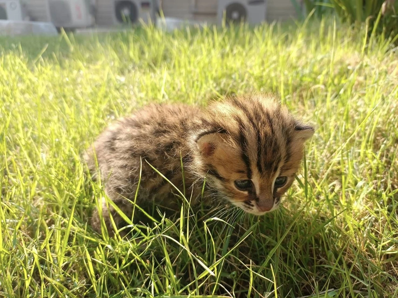 เจ้าหน้าที่ช่วย "ลูกแมวดาว" 2 ตัว พลัดหลงจากแม่ในป่าไร่อ้อย