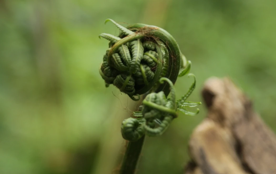 ชวนเดินป่าพักใจที่ "เขาใหญ่" ทิ้งความวุ่นวายสูดอากาศธรรมชาติให้เต็มปอด