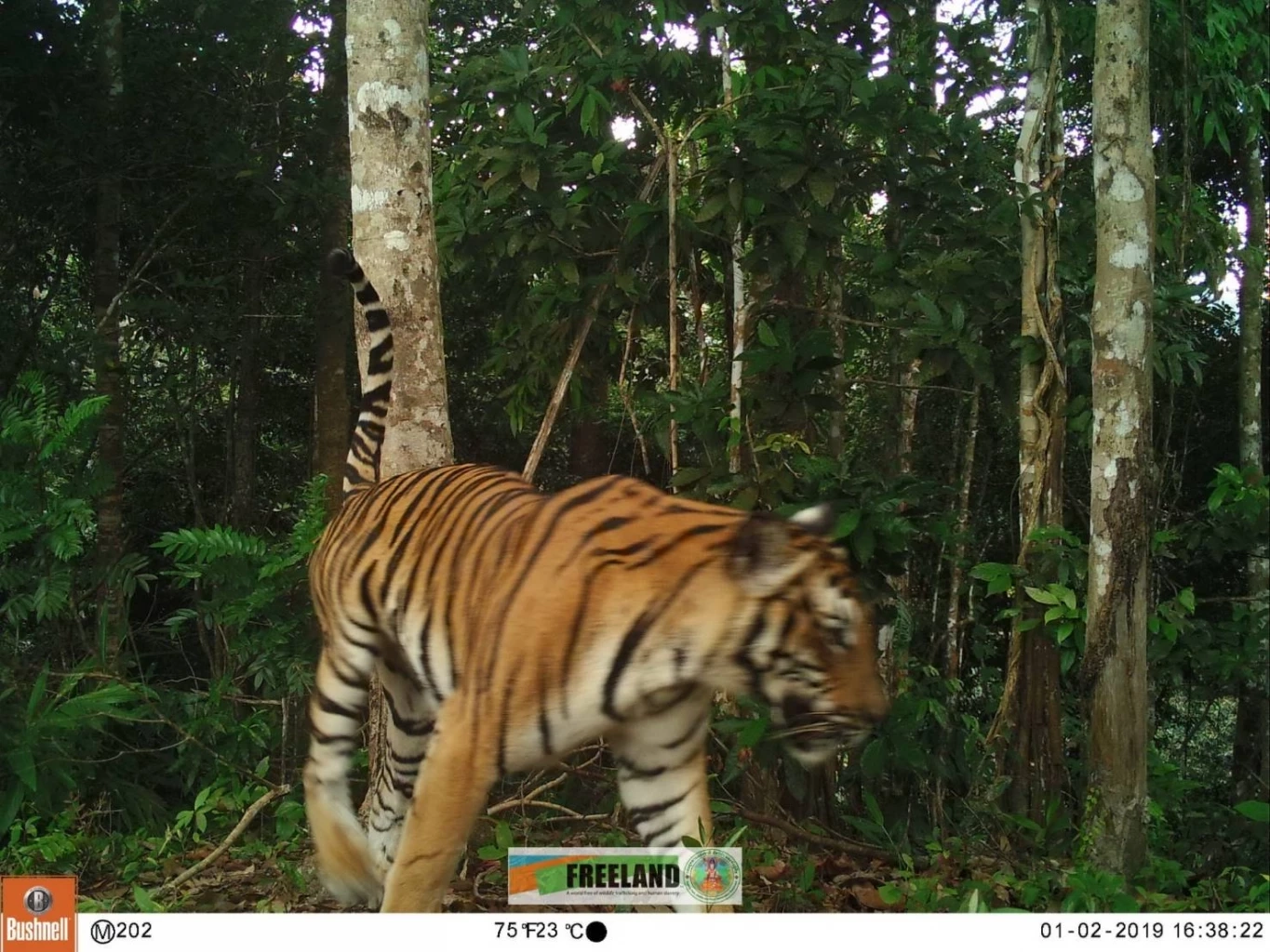 เสือโครง 2 สัญชาติ ไทย-เมียนมา