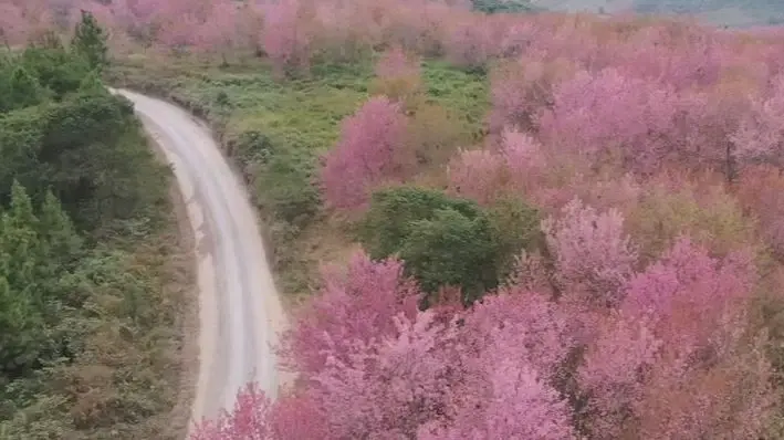 ชวนเที่ยวภูลมโล ชม "ดอกนางพญาเสือโคร่ง" บานสะพรั่ง บนหุบเขาสีชมพู