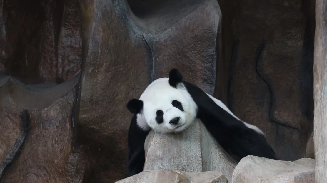 คนไทยอยากได้ไหม? "หมีแพนด้า" ในประเทศไทย อีกหนึ่งของขวัญจากนายกฯ เศรษฐา