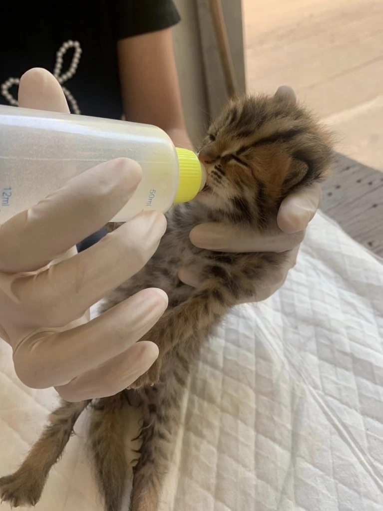 เจ้าหน้าที่ช่วย "ลูกแมวดาว" 2 ตัว พลัดหลงจากแม่ในป่าไร่อ้อย