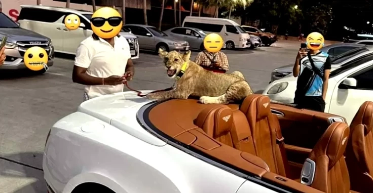 เมื่อเลี้ยงแมวธรรมดาไป เลี้ยง "สิงโต" เลยให้จบ ๆ รู้ไหมจะเลี้ยงต้องทำยังไง