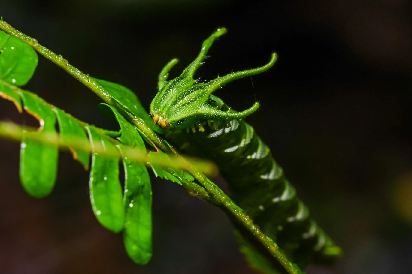 น้อนก็เท่ซะด้วย! พบหนอนหน้าตาแปลก สีเขียว หัวคล้ายมังกร โผล่ที่ จ.พัทลุง
