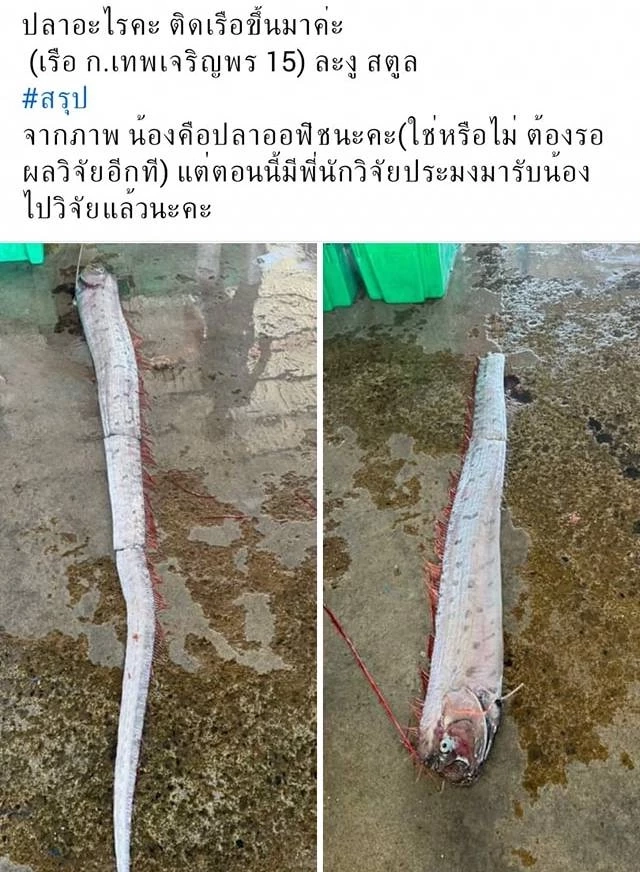 ดร.ธรณ์ ยืนยันพบ "ปลาออร์ฟิช" ที่สตูล แนะอย่าตื่นตระหนกโยง "แผ่นดินไหว"