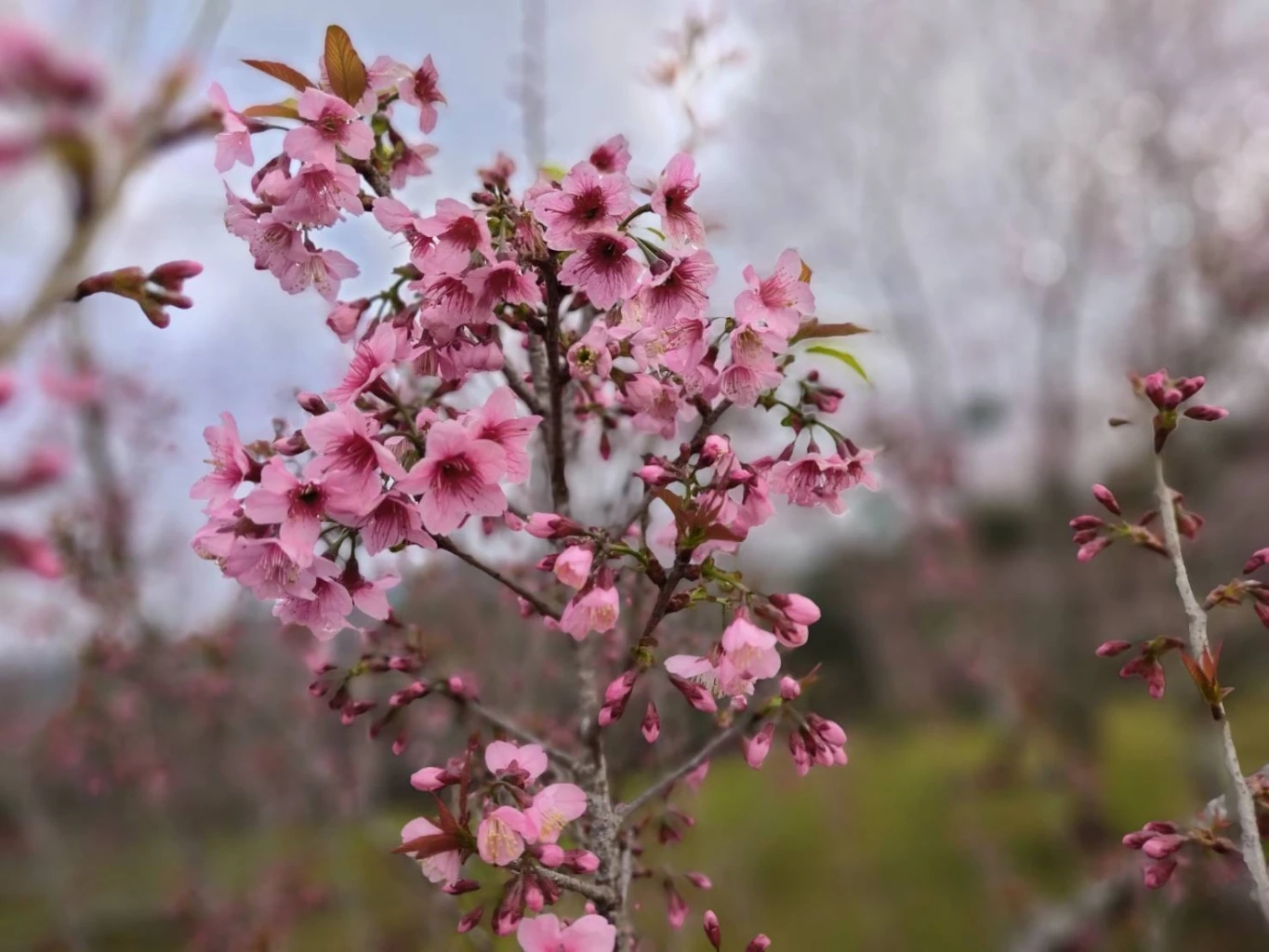คึกคัก! นักท่องเที่ยวแห่ชม "ดอกนางพญาเสือโคร่ง" บานสะพรั่ง ที่ "ภูลมโล"
