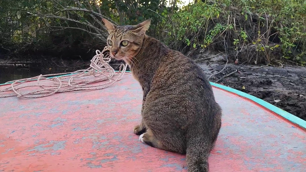 "กราว" จากแมวจรไร้บ้าน กลายมาเป็น "กัปตันแคท" เซเลปเกาะกูด