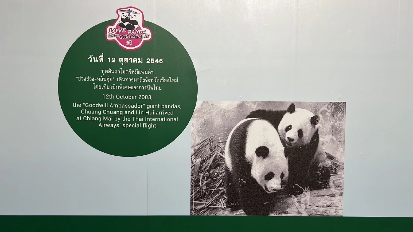 สวนสัตว์เชียงใหม่ พร้อมดูแล "หมีแพนด้า" ตัวใหม่ การันตีประสบการณ์ 20 ปี