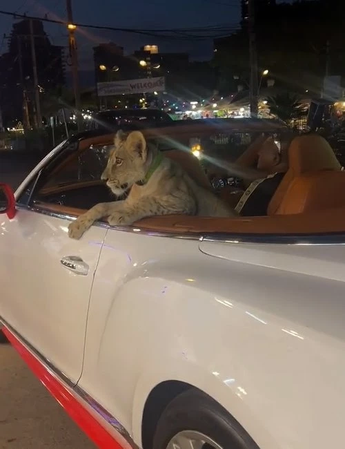 เมื่อเลี้ยงแมวธรรมดาไป เลี้ยง "สิงโต" เลยให้จบ ๆ รู้ไหมจะเลี้ยงต้องทำยังไง