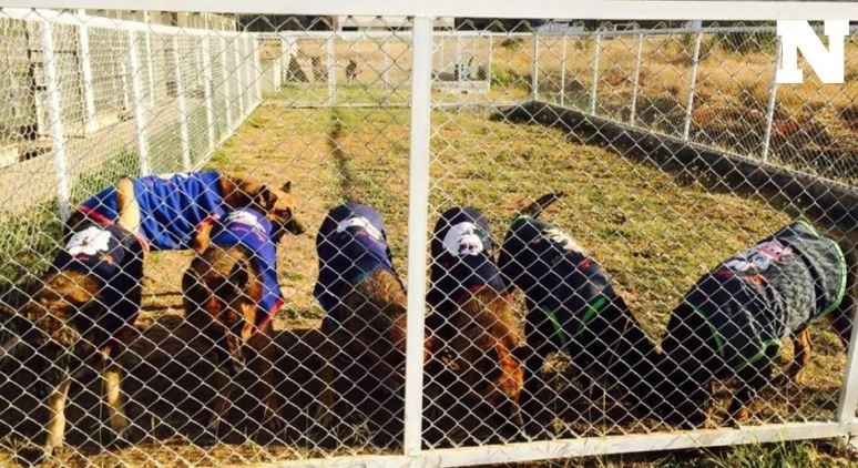 น่ารักป่ะละ! รีวิวสุนัขทหารที่เปิดประมูล และข้อควรรู้หากอยากได้