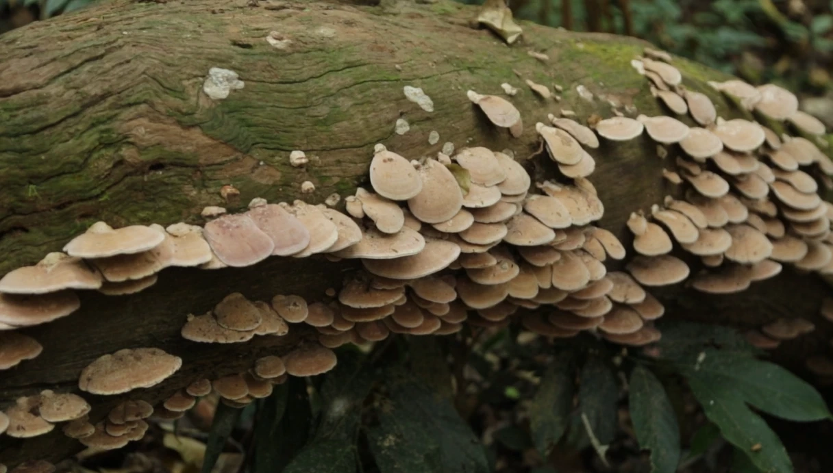 ชวนเดินป่าพักใจที่ "เขาใหญ่" ทิ้งความวุ่นวายสูดอากาศธรรมชาติให้เต็มปอด