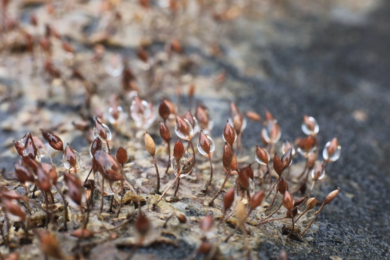 ชมความงาม "ดอกศิลาวารี" สัมผัสชีวิตสโลว์ไลฟ์ ที่ป่าคลองชมพู อช.ทุ่งแสลงหลวง