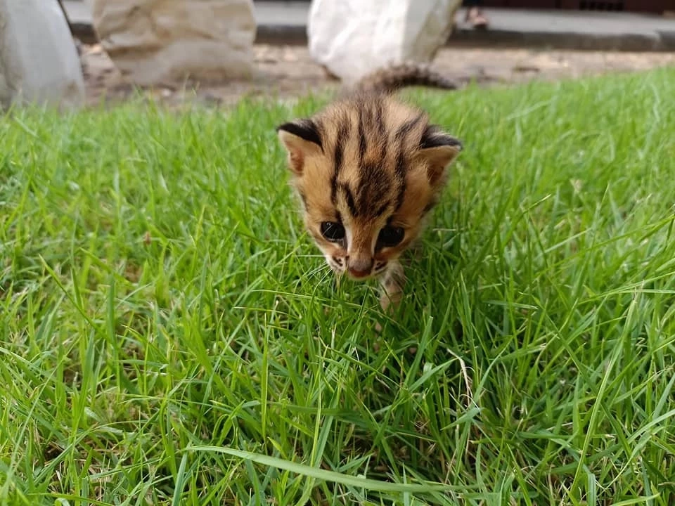 เจ้าหน้าที่ช่วย "ลูกแมวดาว" 2 ตัว พลัดหลงจากแม่ในป่าไร่อ้อย