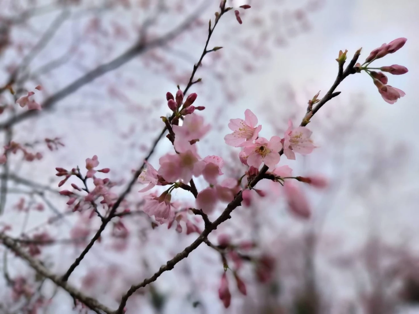 คึกคัก! นักท่องเที่ยวแห่ชม "ดอกนางพญาเสือโคร่ง" บานสะพรั่ง ที่ "ภูลมโล"