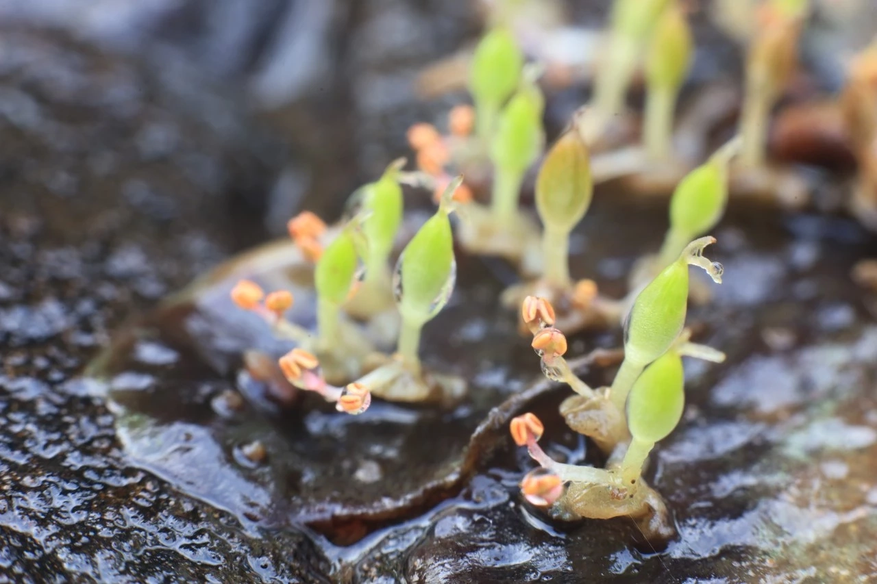 ชมความงาม "ดอกศิลาวารี" สัมผัสชีวิตสโลว์ไลฟ์ ที่ป่าคลองชมพู อช.ทุ่งแสลงหลวง
