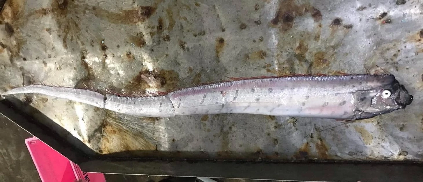 ดร.ธรณ์ ยืนยันพบ "ปลาออร์ฟิช" ที่สตูล แนะอย่าตื่นตระหนกโยง "แผ่นดินไหว"