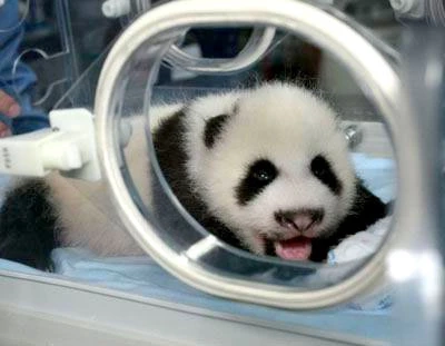 ลูกแพนด้าหลินปิง