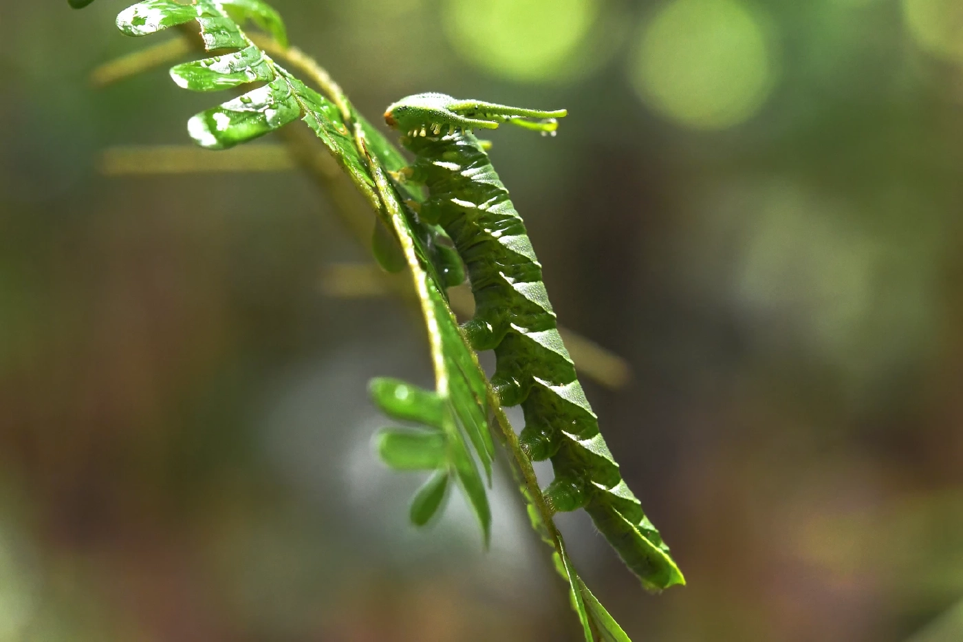 น้อนก็เท่ซะด้วย! พบหนอนหน้าตาแปลก สีเขียว หัวคล้ายมังกร โผล่ที่ จ.พัทลุง