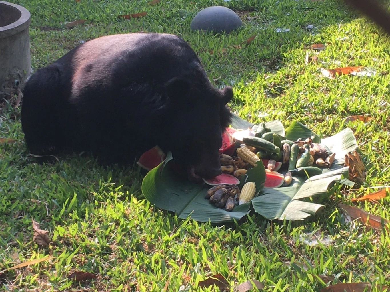 หมีตัวต้นเหตุ