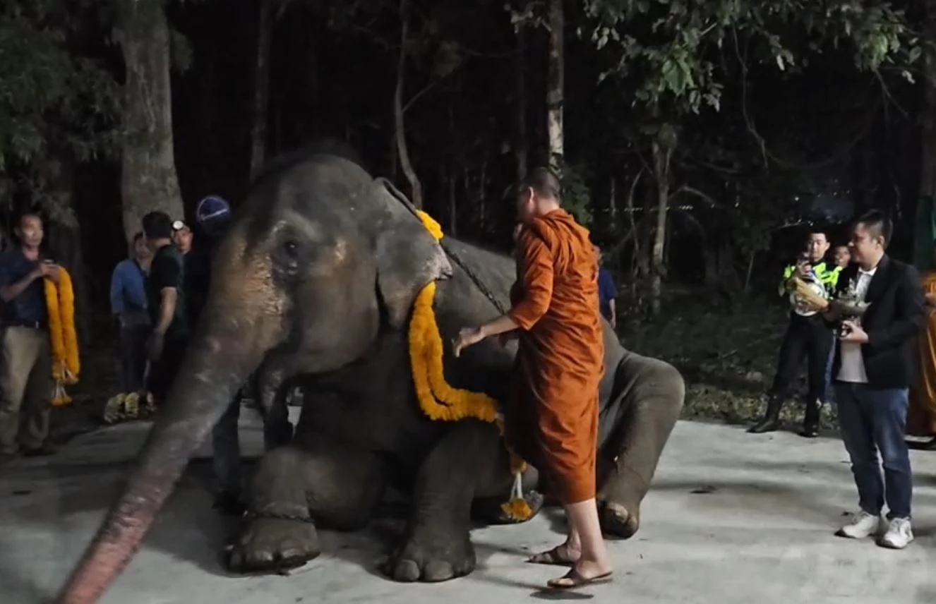 "พังดัมมี่" ถึงศูนย์อนุรักษ์ช้างไทย จ.ลำปาง คืนแรกล้มตัวหลับสนิท