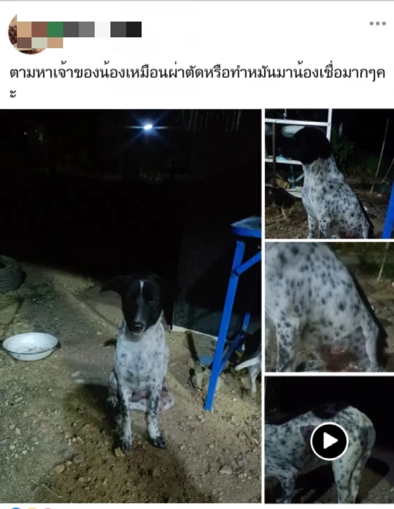 คิดได้ไง ผอ.รร.ดัง หลอกปศุสัตว์มาทำหมันสุนัข ก่อนให้เอาไปปล่อยทั้งที่สลบ