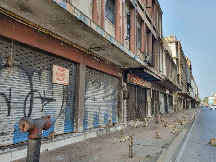 คิดว่าจะได้ผลไหม? อ.เจษฎ์ เสนอวิธีคุมกำเนิด "จ๋อ" ลพบุรี ด้วย "กวาวเครือขาว"