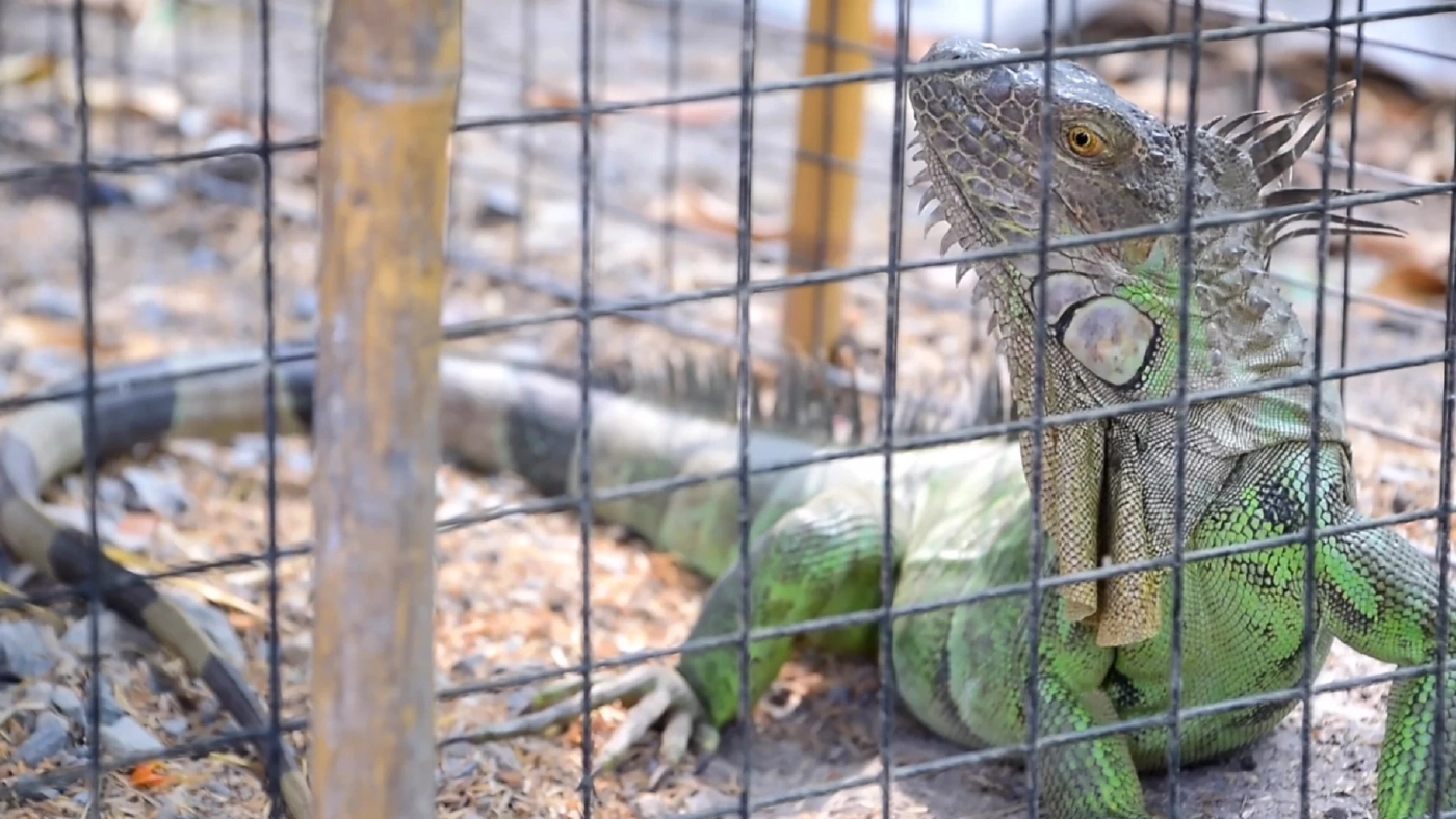 ตามหาเจ้าของ "อีกัวน่า" 