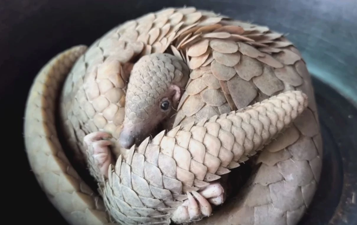 ชาวบ้านพบตัวนิ่ม 2 แม่ลูก พลัดหลง เกรงถูกหมากัด-โดนจับไปขาย แจ้งกู้ภัยส่งให้ จนท.