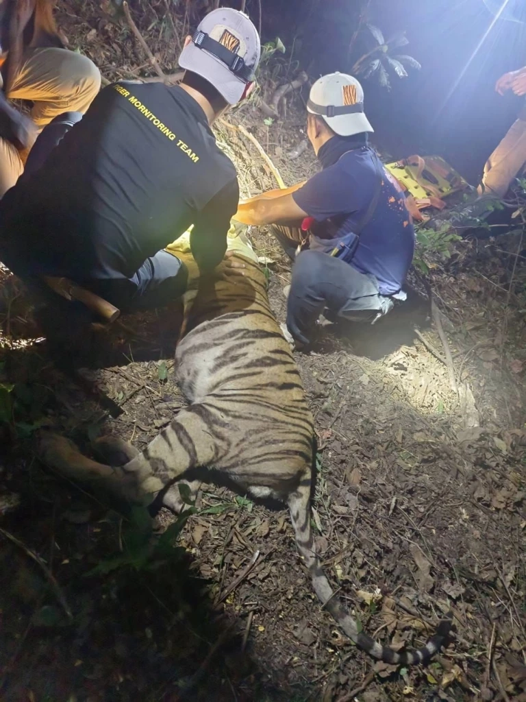 สรุปปฏิบัติการล็อกตัว "บะลาโกล" เสือโคร่งแม่ไม่เลี้ยง ช่วยหรือแทรกแซง