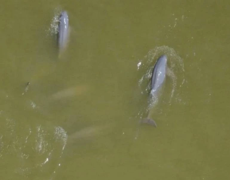 พบ "โลมาอิรวดี" ในทะเลสาบสงขลา ตายอีกหนึ่งตัว ปิดตำนาน TheLast14