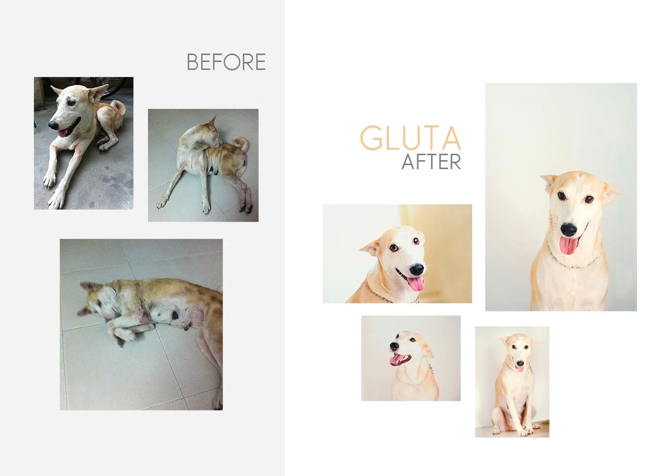 หัวใจแตกสลาย "ยอร์ช สรศาสตร์" โพสต์แจ้งข่าว "กลูต้า" เพื่อนซี้ กลับดาวหมาแล้ว