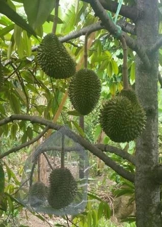 อาหารอะไรบ้าง? ที่ได้รับการขึ้นบัญชี เป็นมรดกภูมิปัญญาทางวัฒนธรรม