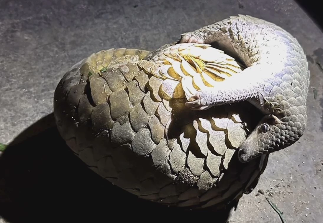 ชาวบ้านพบตัวนิ่ม 2 แม่ลูก พลัดหลง เกรงถูกหมากัด-โดนจับไปขาย แจ้งกู้ภัยส่งให้ จนท.