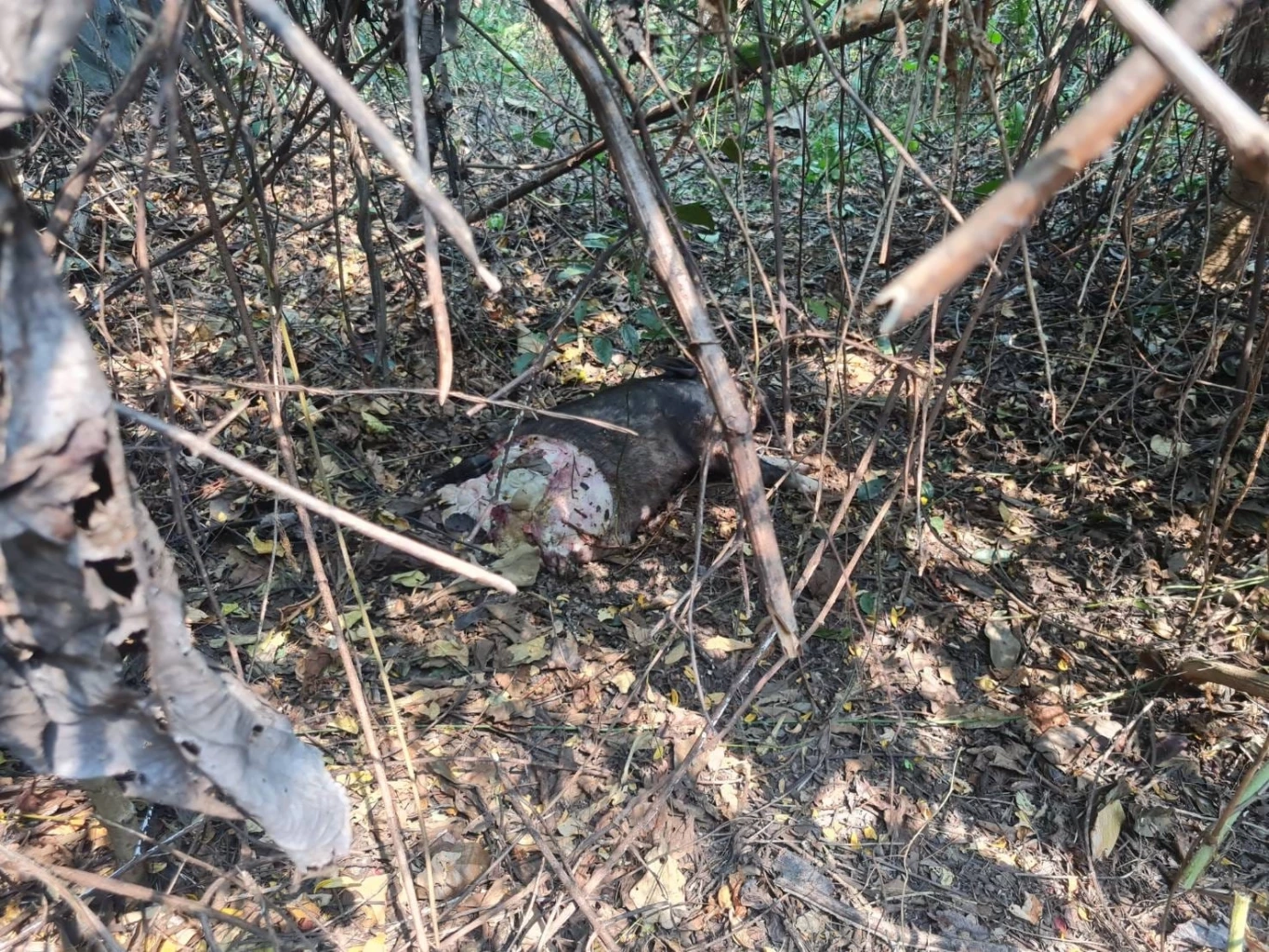 สรุปปฏิบัติการล็อกตัว "บะลาโกล" เสือโคร่งแม่ไม่เลี้ยง ช่วยหรือแทรกแซง