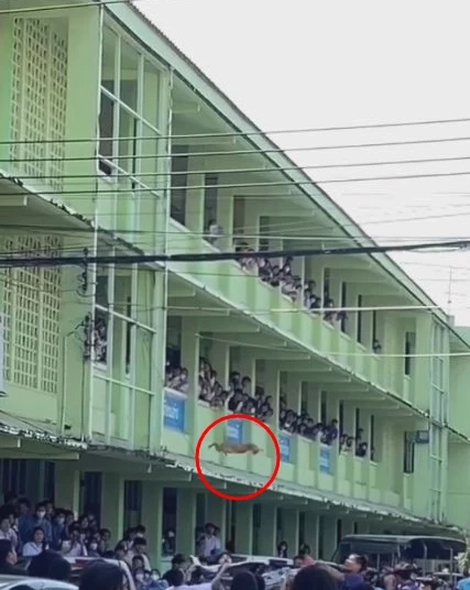 แมวส้ม โผล่เกาะสายไฟ โชคดีได้นักเรียน-ครูช่วยไว้ ลุ้นระทึกกันไปทั้งโรงเรียน