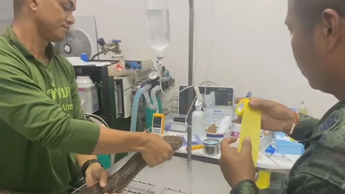 ทหารช่วย "จงอาง" ถูกหมากัดบาดเจ็บ ส่ง รพ.สัตว์ ผ่าตัดรอดตาย ในวันวาเลนไทน์