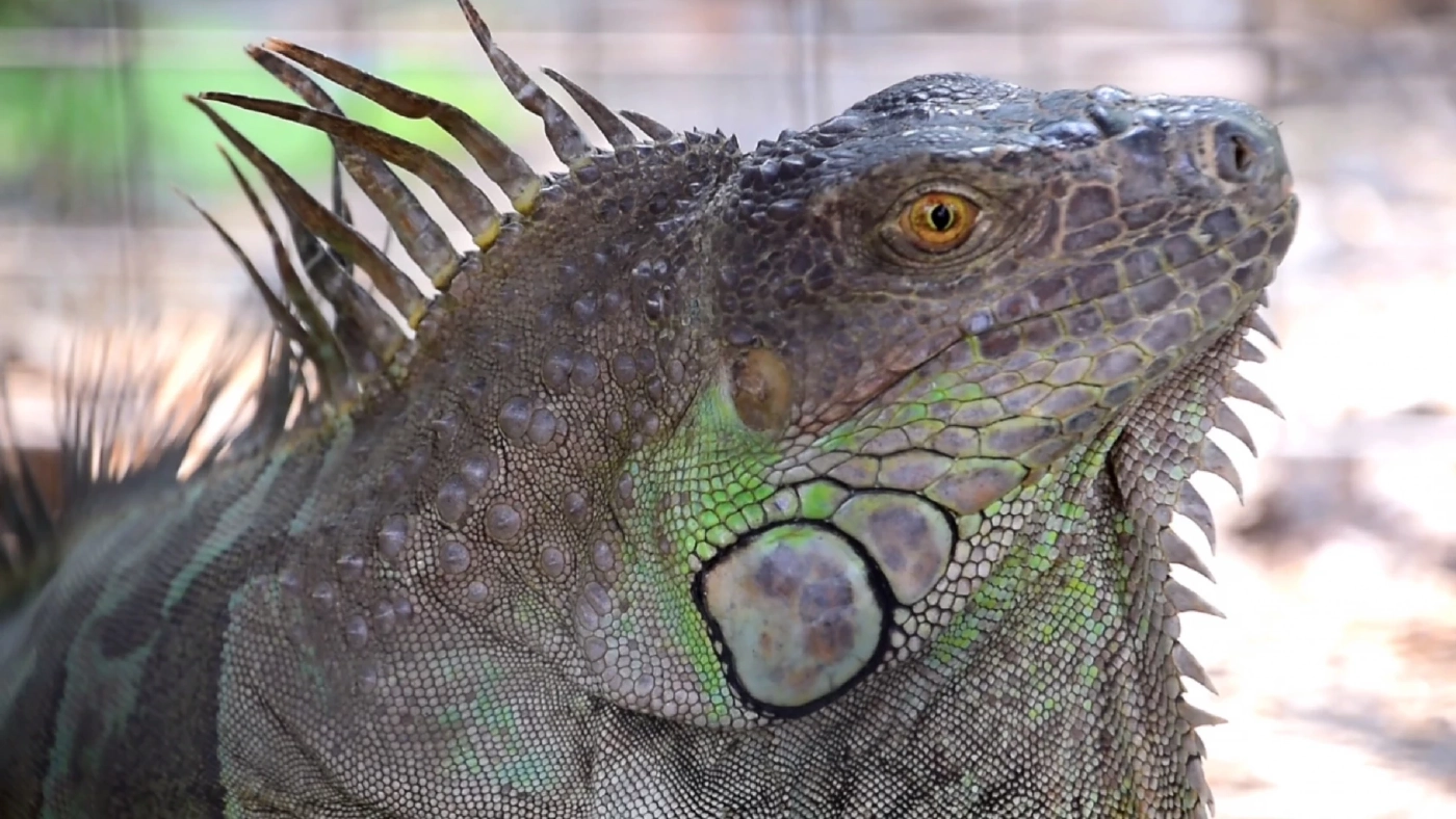 ตามหาเจ้าของ "อีกัวน่า" 