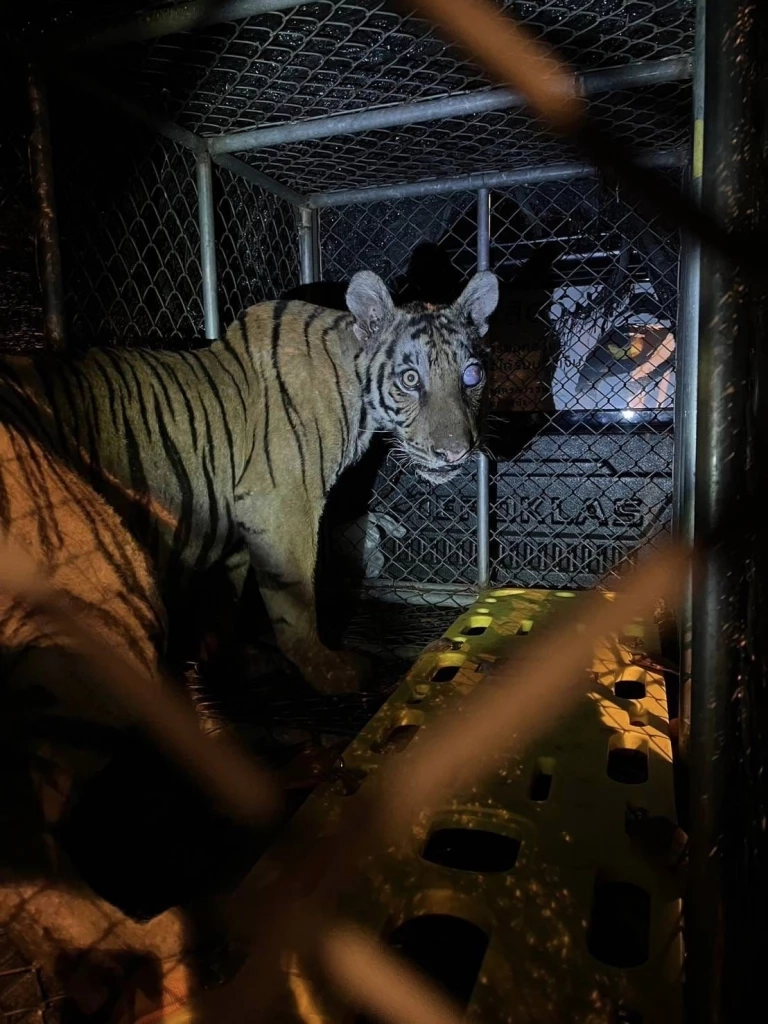 สรุปปฏิบัติการล็อกตัว "บะลาโกล" เสือโคร่งแม่ไม่เลี้ยง ช่วยหรือแทรกแซง