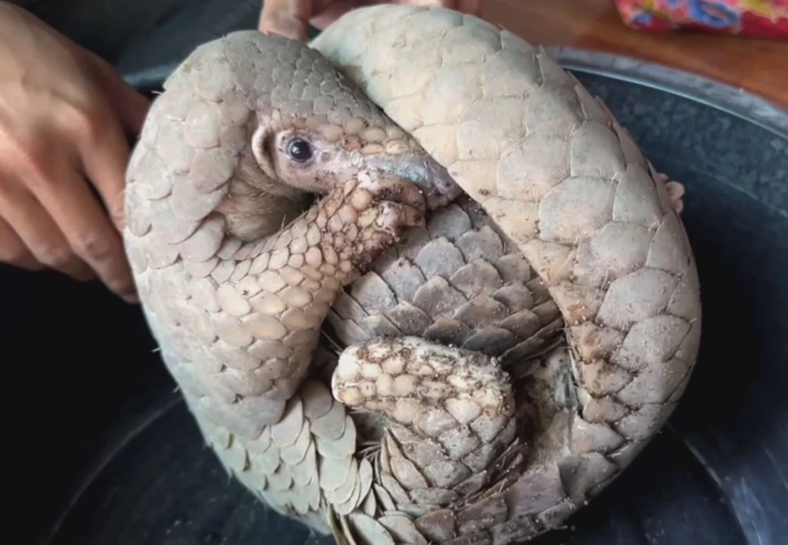 ชาวบ้านพบตัวนิ่ม 2 แม่ลูก พลัดหลง เกรงถูกหมากัด-โดนจับไปขาย แจ้งกู้ภัยส่งให้ จนท.