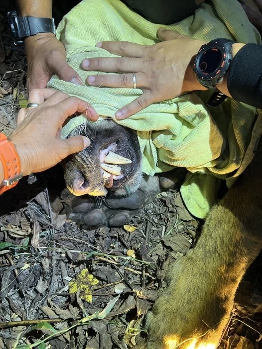 สรุปปฏิบัติการล็อกตัว "บะลาโกล" เสือโคร่งแม่ไม่เลี้ยง ช่วยหรือแทรกแซง