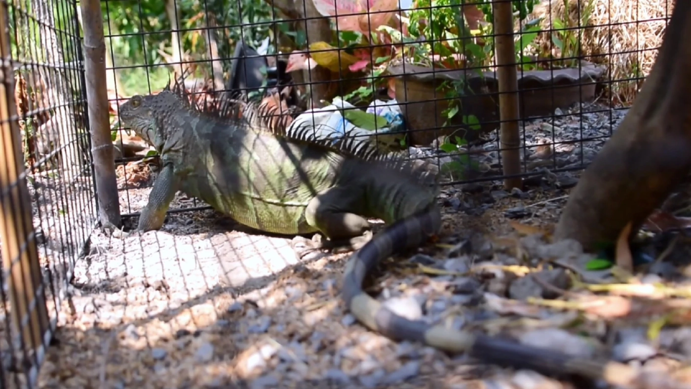 ตามหาเจ้าของ "อีกัวน่า" 