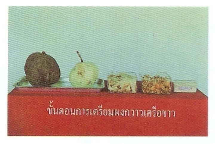 คิดว่าจะได้ผลไหม? อ.เจษฎ์ เสนอวิธีคุมกำเนิด "จ๋อ" ลพบุรี ด้วย "กวาวเครือขาว"