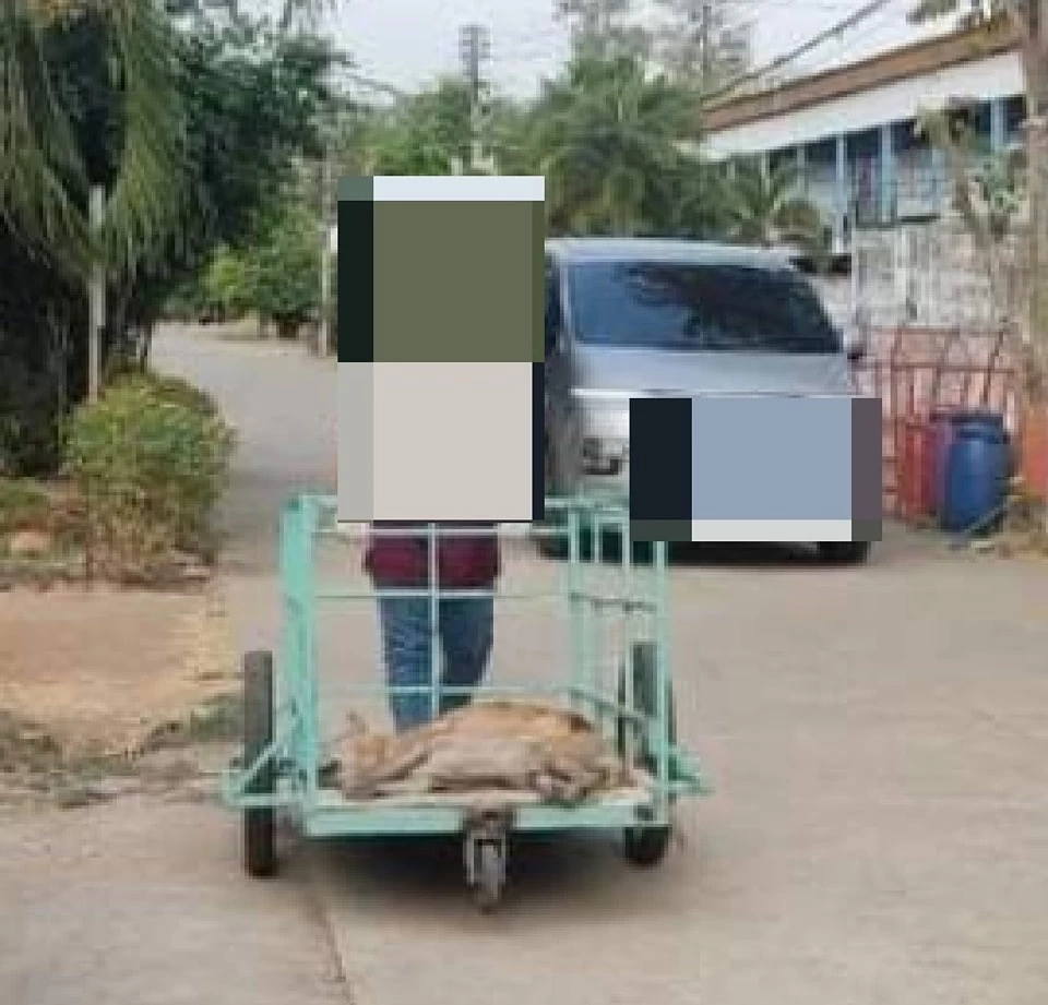 คิดได้ไง ผอ.รร.ดัง หลอกปศุสัตว์มาทำหมันสุนัข ก่อนให้เอาไปปล่อยทั้งที่สลบ