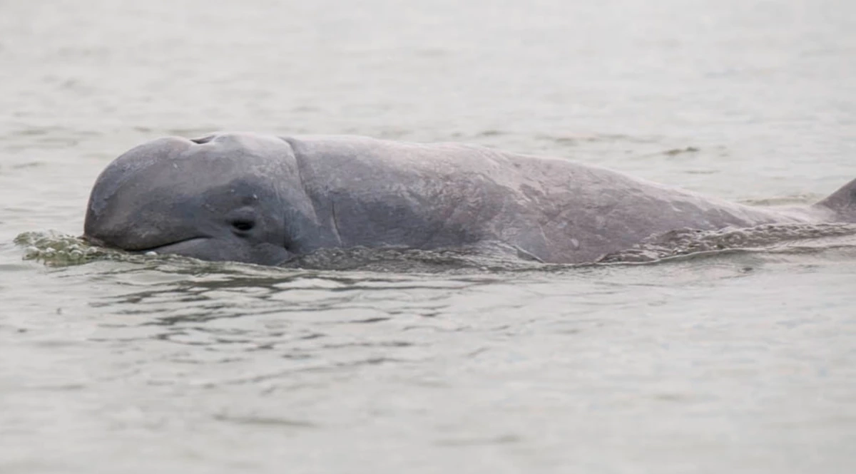 พบ "โลมาอิรวดี" ในทะเลสาบสงขลา ตายอีกหนึ่งตัว ปิดตำนาน TheLast14