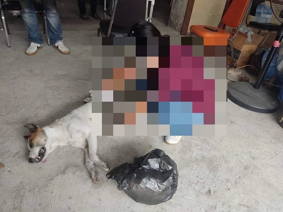 คิดได้ไง ผอ.รร.ดัง หลอกปศุสัตว์มาทำหมันสุนัข ก่อนให้เอาไปปล่อยทั้งที่สลบ