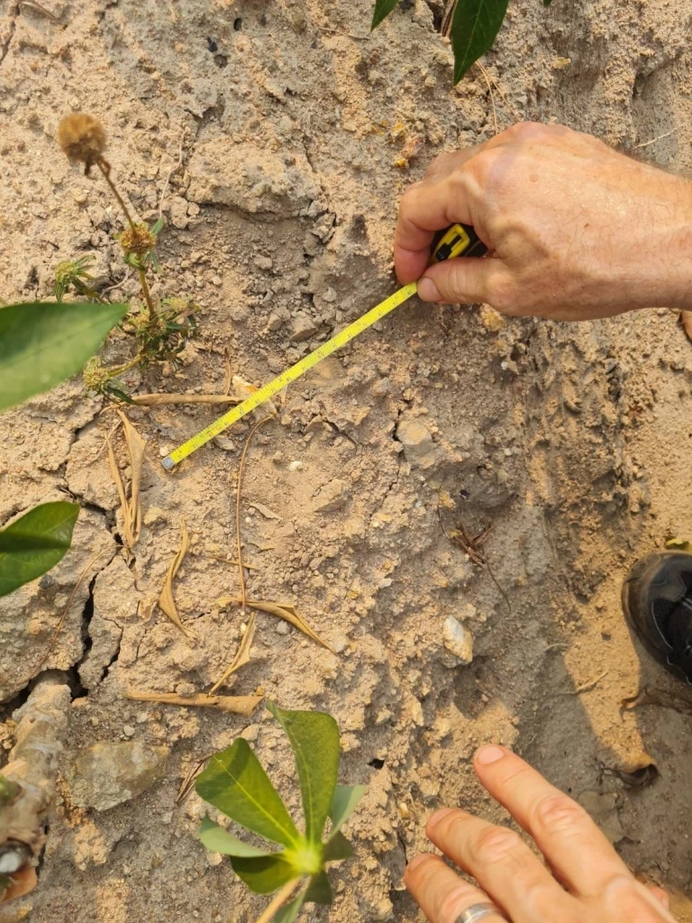 สรุปปฏิบัติการล็อกตัว "บะลาโกล" เสือโคร่งแม่ไม่เลี้ยง ช่วยหรือแทรกแซง